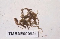 藏品(牛角苔)的圖片